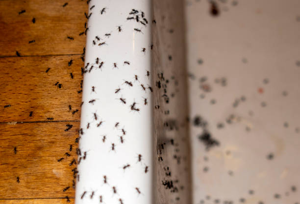 Professional Pest Control in Cole Camp, MO