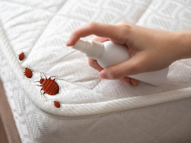 Best Emergency Pest Control  in Cole Camp, MO